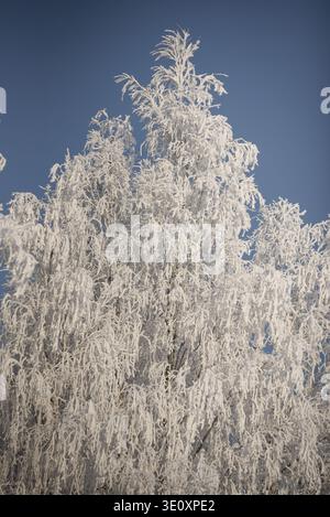 Tall tree branches coated in thick frost and fresh snow under a clear blue winter sky. Bright natural winter scene highlighting cold weather, seasonal Stock Photo