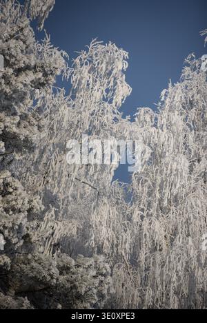 Snow and hoarfrost cover delicate tree and pine branches under a bright blue winter sky. Peaceful cold-season landscape with detailed icy textures, pe Stock Photo