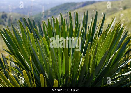 Green foliage of Chamaerops humilis European fan palm growing in Mediterranean landscape on Mallorca Stock Photo