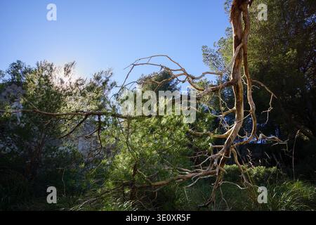 Gnarled Mediterranean pine tree with twisted branches on Mallorca, Spain Stock Photo