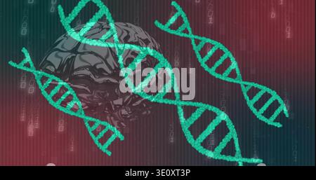 Glowing teal DNA helices floating at center in red-blue gradient, overlaying brain and binary Stock Photo
