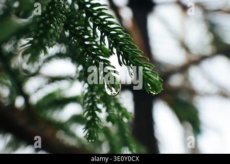 Raindrop Hanging from Evergreen Pine Needle. Macro close-up of a clear water droplet suspended from fresh green pine needles after rainfall. Stock Photo