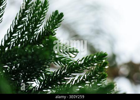 Fresh Rainwater Droplet on Conifer Branch. Detailed nature photograph capturing a single raindrop clinging to a vibrant conifer branch. Stock Photo
