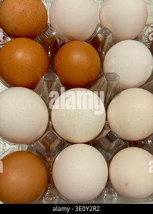 High angle close-up of mixed brown and white organic chicken eggs in a transparent plastic carton. Stock Photo