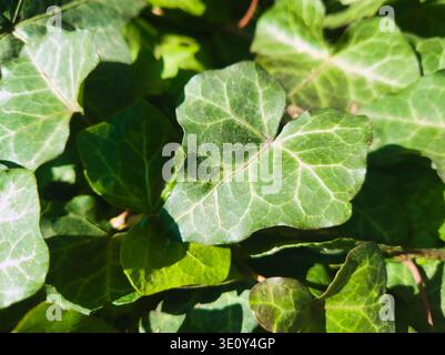 A crisp, close-up study of a rich green ivy leaf. The image highlights the intricate web of veins and the smooth, waxy texture of the plant, set again Stock Photo