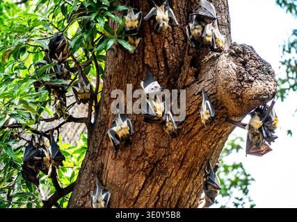 A colony of fruit bats roosting at a tree in Dimakya Island in Palawan ...