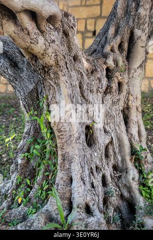 Detailed closeup of old olive tree trunk with twisted bark and hollow shapes growing outdoors, highlighting natural wood texture, age and organic patterns in Mediterranean landscape. Stock Photo