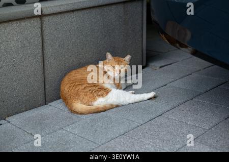 Stray cat lying under the car Stock Photo