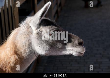 A curious llama gazes around, enjoying the warm sun at a lively zoo. Stock Photo