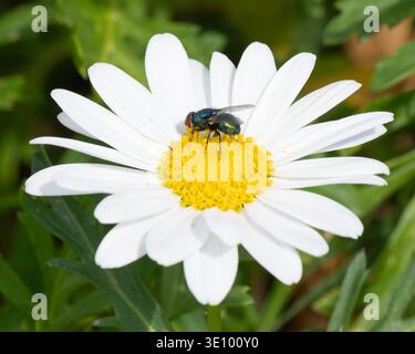 Goldfly sitting on white Flower collecting Pollen like a Bee. High quality photo Stock Photo
