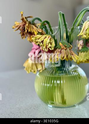 a bouquet of wilted gerbera flowers in muddy water in a small glass vase Stock Photo