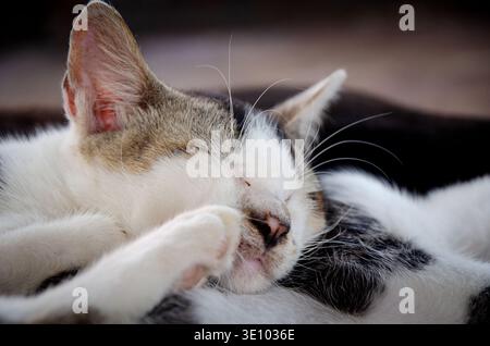 A charming close-up of a white and tabby cat sleeping deeply with its paw tucked over its eyes in a cozy gesture. Stock Photo
