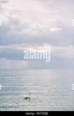 Lonely white swan swimming on calm lake water under cloudy sky, peaceful nature landscape with soft light, quiet mood, wide open water and dramatic cl Stock Photo