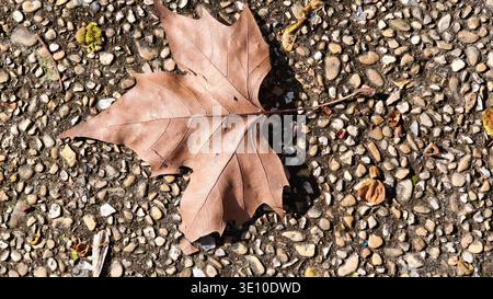 Close-up of dry brown autumn leaf on gravel surface, natural texture background, fall season” Stock Photo