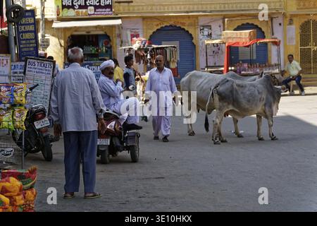 Street scene with cows, men in traditional clothes and a man on a scooter, Jaisalmer, Rajasthan, North India, India Stock Photo
