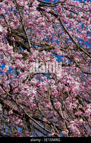 Vibrant pink weeping cherry blossoms blooming against a clear blue sky in Tokyo, Japan Stock Photo