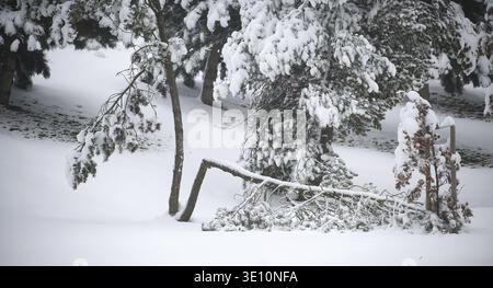 A tranquil winter landscape featuring a snow-covered fence, drooping evergreen branches, and a blanket of white snow. Ideal for winter, nature, and ca Stock Photo