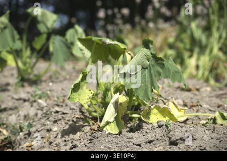 Close-up of a zucchini plant showing signs of drought. The leaves are wilted and dry Stock Photo