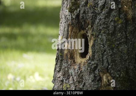 Close-up of a tree trunk with a large hole in it, likely created by a woodpecker. The details of the bark show rich textures Stock Photo