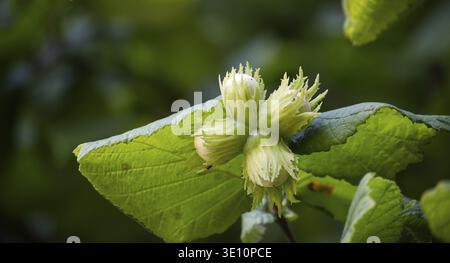 Close-up of unripe hazelnuts growing on a tree branch with green leaves. The detail highlights the plant's natural beauty and texture Stock Photo