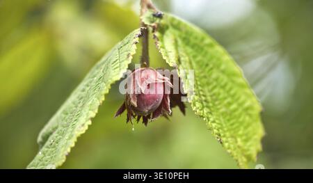 Close-up of a hazelnut growing on a branch, framed by vibrant green leaves, capturing the essence of nature's bounty Stock Photo
