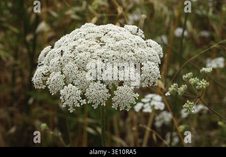 Queen Anne's lace flower head showing small white florets with ants crawling on them Stock Photo