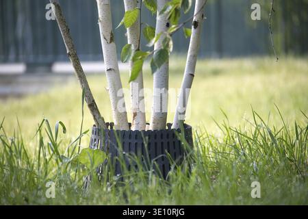 Young birch trees with white bark grow in a protective container surrounded by vibrant green grass in a sunny outdoor environment Stock Photo