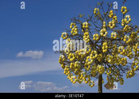 A decorated tree filled with yellow Easter eggs against a clear blue sky, symbolizing spring and the holiday spirit Stock Photo