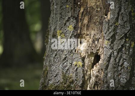 Woodpecker holes are visible on damaged tree bark in a forest, creating a natural and textured pattern with moss and lichen growing on the surface Stock Photo