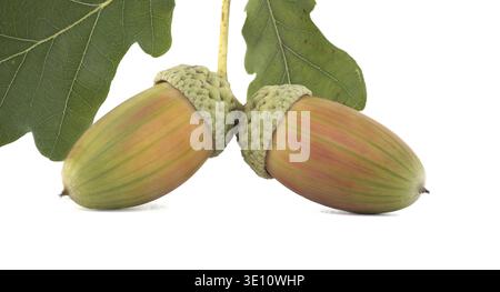 Two fresh acorns with vibrant green oak leaves, isolated on a white background. Perfect for nature, autumn themes, and educational purposes Stock Photo