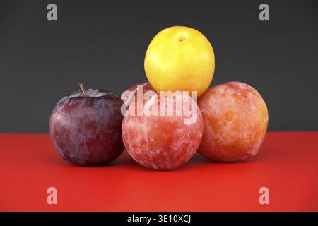 Fresh and colorful plums arranged on a vibrant red and dark background, showcasing a variety of ripe fruits in shades of yellow, purple, and red for a Stock Photo