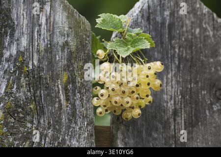 Clusters of white currants emerge from an old, weathered wooden fence Stock Photo