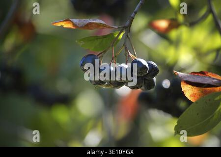 Close-up image of fresh Aronia melanocarpa (black chokeberry) fruits hanging on a branch, with green leaves in the background Stock Photo