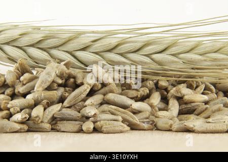Detailed closeup image of rye grains and fresh rye stalks perfect for natural food, agriculture and organic farming concepts Stock Photo
