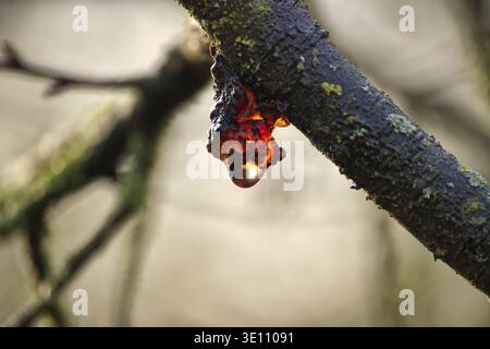 Sap oozing from cherry tree branch and glistening in the light, branch is mostly covered with moss, probably looking at canker disease Stock Photo
