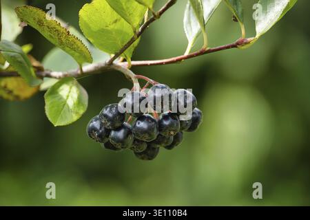 Close-up image of fresh Aronia melanocarpa (black chokeberry) fruits hanging on a branch, with green leaves in the background Stock Photo