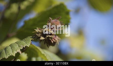 Close-up of a hazelnut growing on a tree with green leaves and blue sky background, capturing nature in a sunny outdoor setting Stock Photo