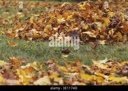 Autumn leaves background. Colorful backround image of fallen autumn leaves perfect for seasonal use Stock Photo