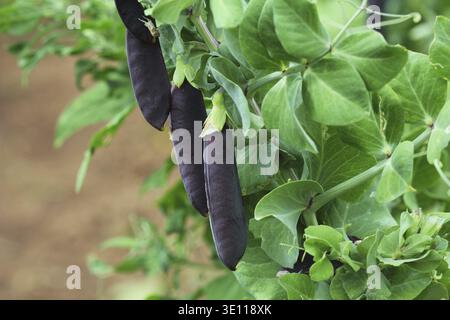 Seed pods of garden peas, Pisum sativum. Purple Snow Peas. Fresh peas in purple pod hanging on branches in garden. Natural gardening background. Unusu Stock Photo