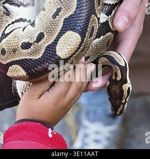 Kid and zookeeper holding a python regius snake Stock Photo