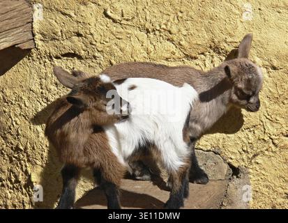 Two young brown and white baby goats standing together on a farm Stock Photo