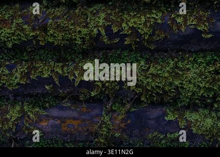 Close-up of green moss growing on a dark wooden surface creating a natural textured background. Stock Photo