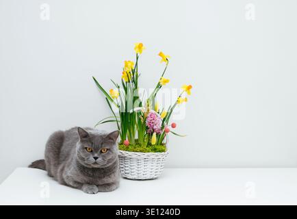 British cat with a flower basket on a white table. Daffodils and hyacinths growing in a basket. Easter composition. Copy space. Stock Photo
