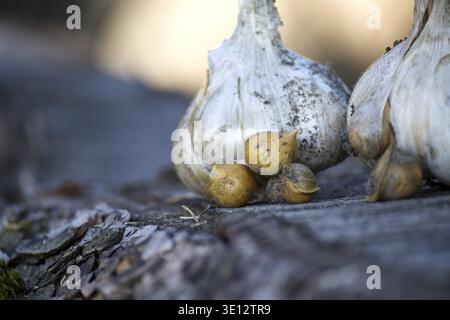 Close-up of elephant garlic bulbs and cloves with a hard shell, set on a rustic wooden surface Stock Photo