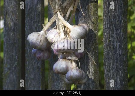 String of garlic bulbs is hanging and drying on an old wooden fence in the garden, ready for winter storage, representing sustainable agriculture and Stock Photo