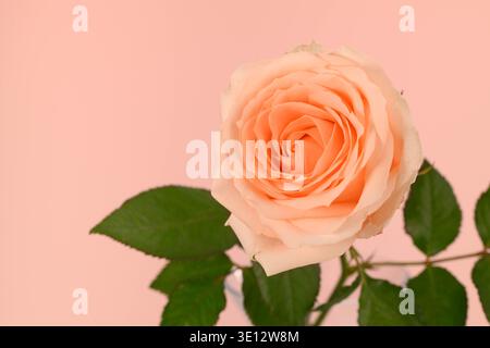 Single peach rose blooms softly against a gentle pink backdrop. Delicate petals spiral inward with subtle gradient hues. Green leaves add contrast to Stock Photo