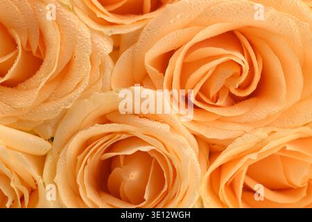 Soft peach roses with dewdrops, close-up view. Petals curl gently, glowing warm light. Delicate texture, perfect for romantic or floral designs. Ideal Stock Photo