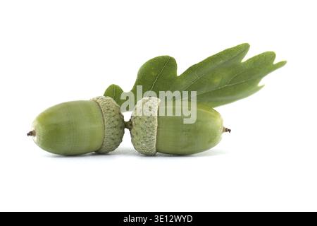 A close-up shot of two green acorns with their caps, and a green oak leaf, against a clean white backdrop Stock Photo