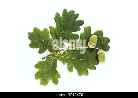 Vibrant green oak leaves featuring attached acorns, isolated on white background, showcasing nature's simplicity and detailed texture, perfect for bot Stock Photo