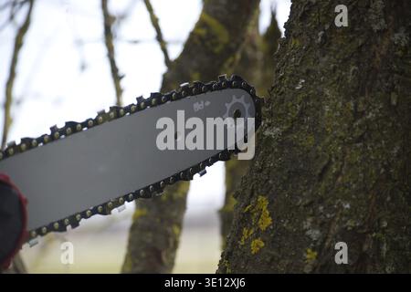 A close-up shot of a chainsaw cutting into the trunk of a tree, showcasing the sharp blades and outdoor work Stock Photo